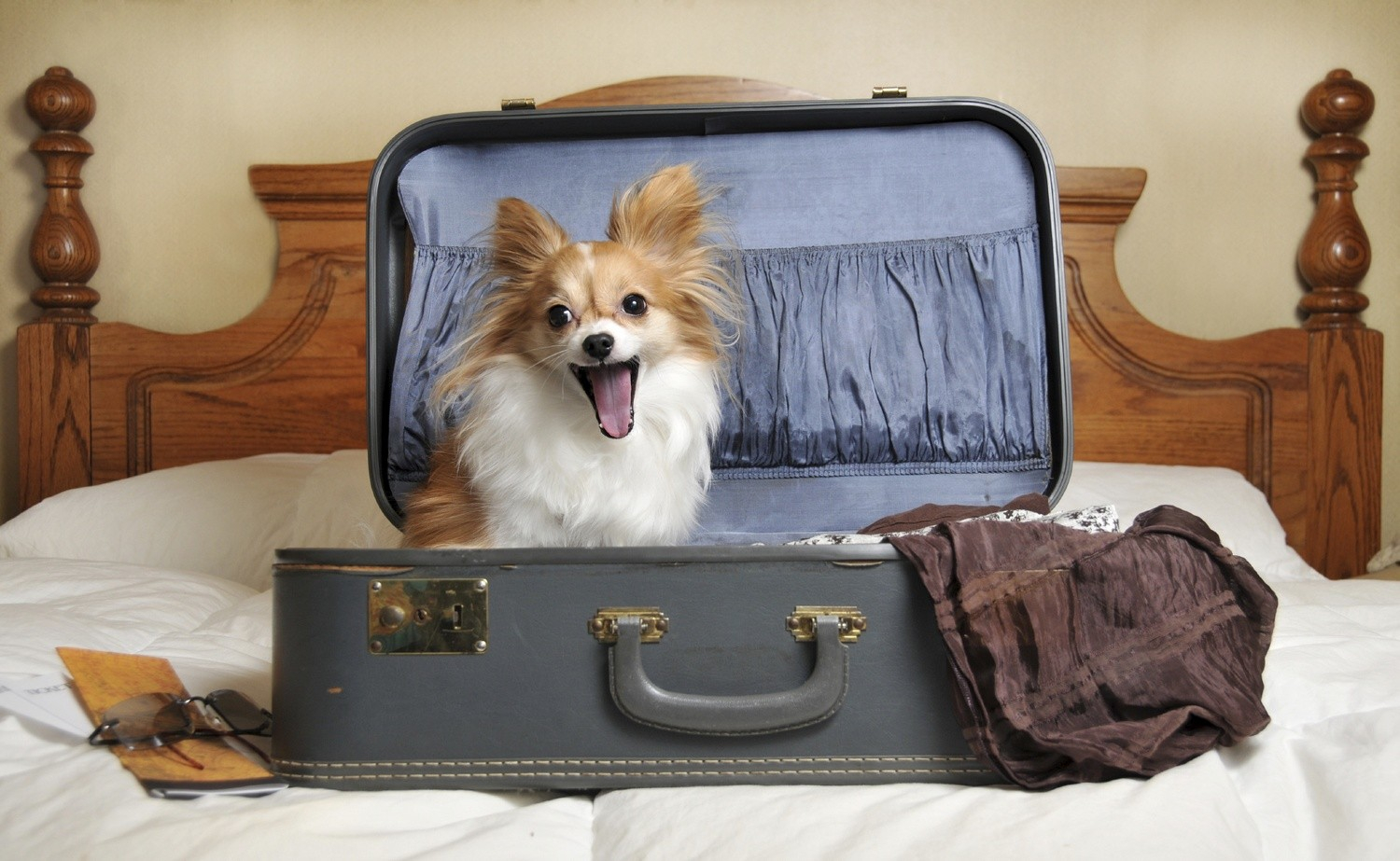 Правила перевозки животных в кировских самолетах: какие породы собак не пускают на борт