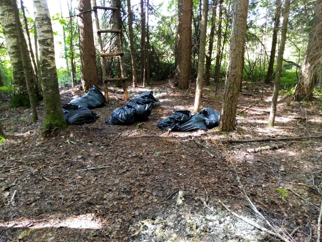 В чепецком лесу нашли трупы домашних животных: прокуратура провела проверку