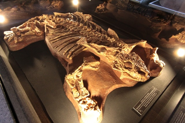 Кировские палеонтологи откопали почти целый скелет парейазавра