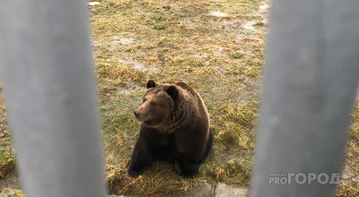 Опасность: на одно из кладбищ в Кировской области медведь пришел искать еду
