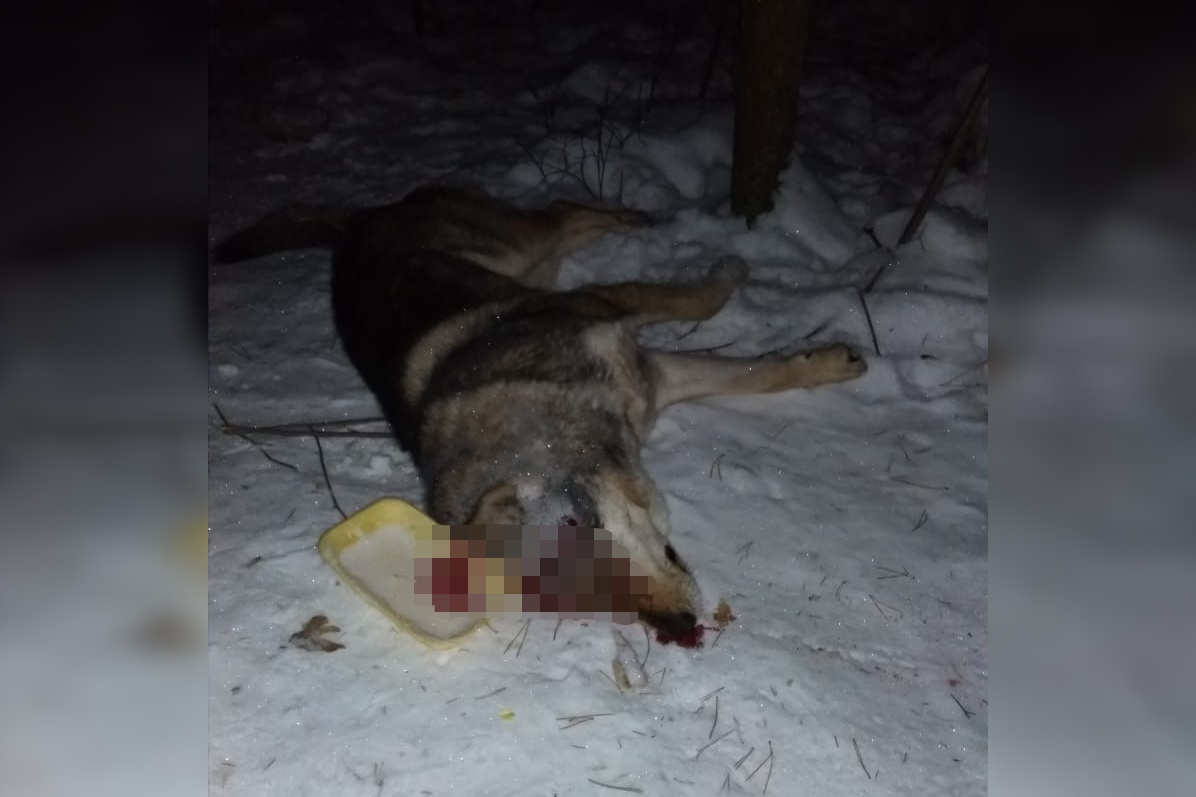Под Кирово-Чепецком нашли тело застреленной собаки