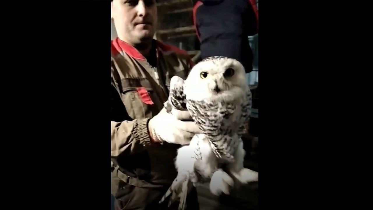 В Кирове рабочие спасли полярную сову на чердаке дома