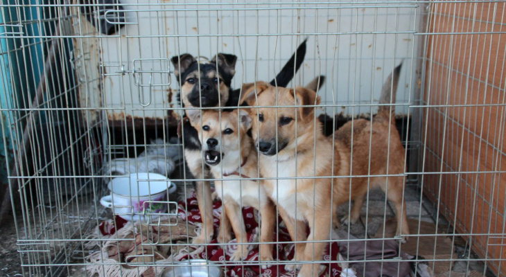 В Кирове администрация передаст зоозащитникам здание для бездомных животных