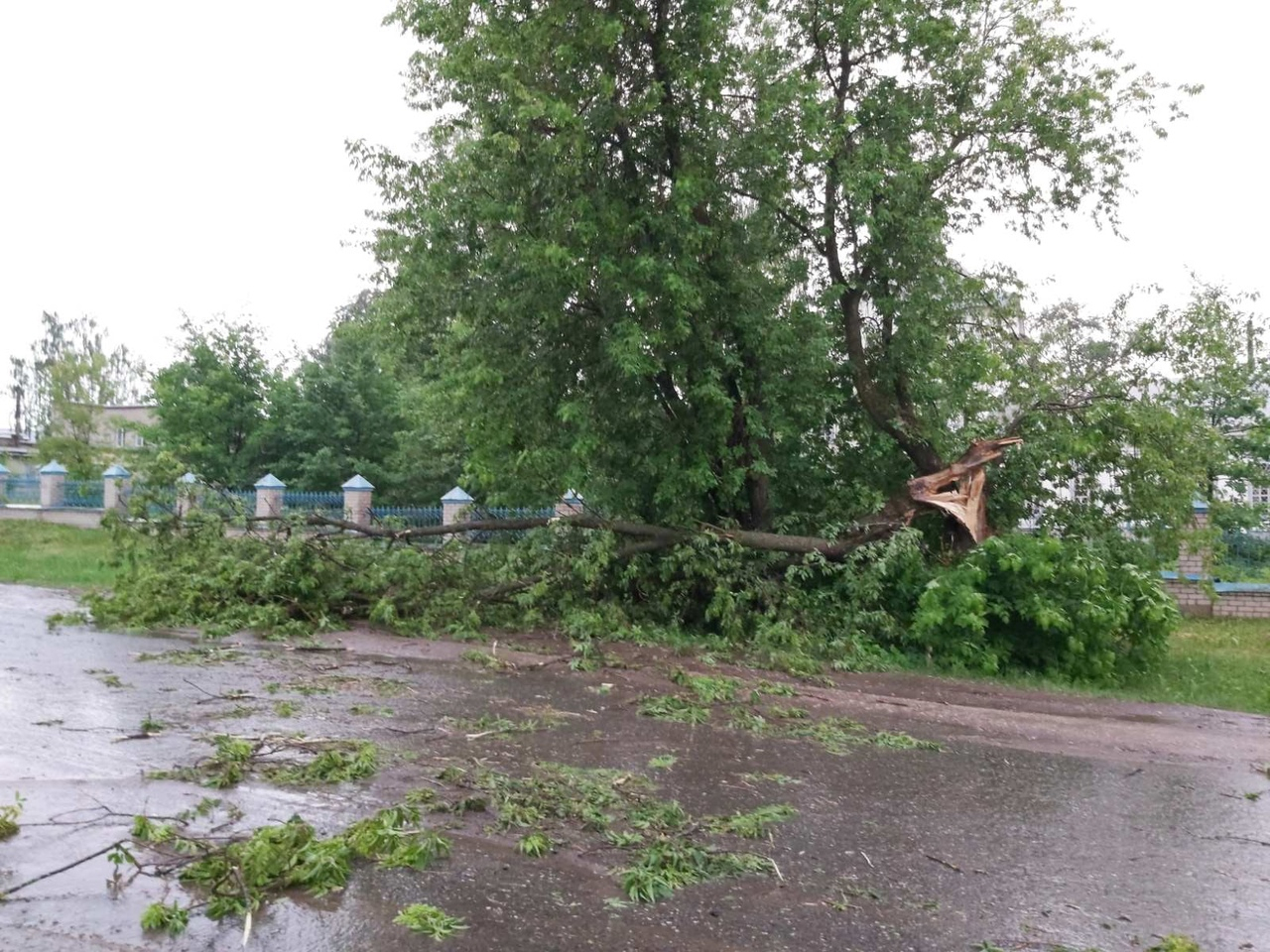 Поваленные деревья и затопленные грядки: в Кировской области прошли ливни с сильным ветром