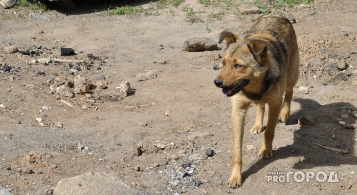 Жители Кировской области просят защитить их от собаки, которая кусает людей