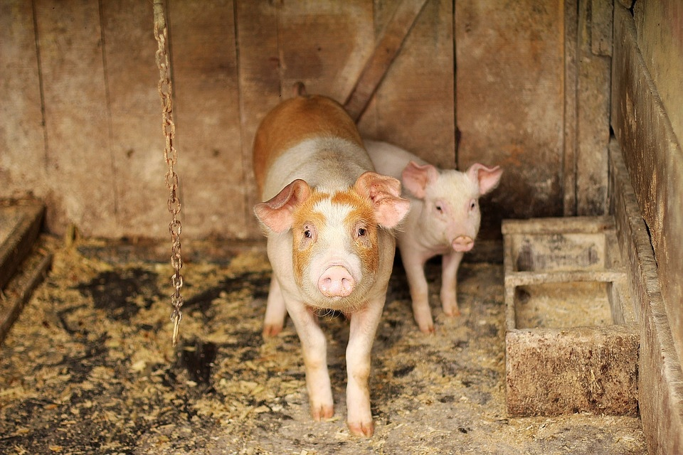 На свиноферме в Кировской области выявили нарушения, опасные для людей