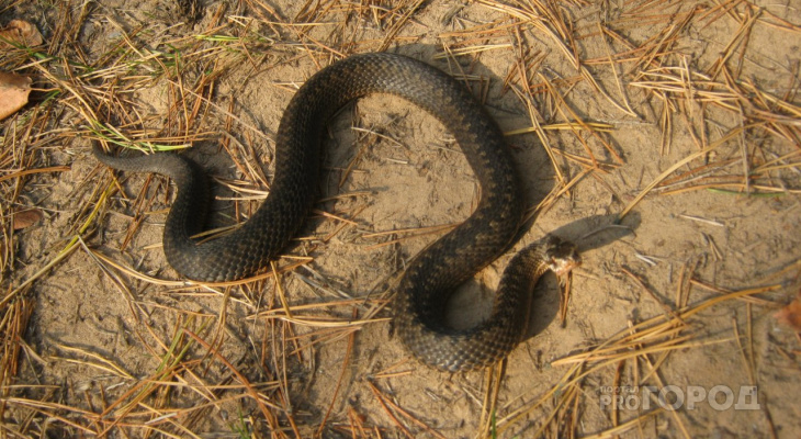 В Кировской области зафиксировали семь случаев укусов ядовитых змей