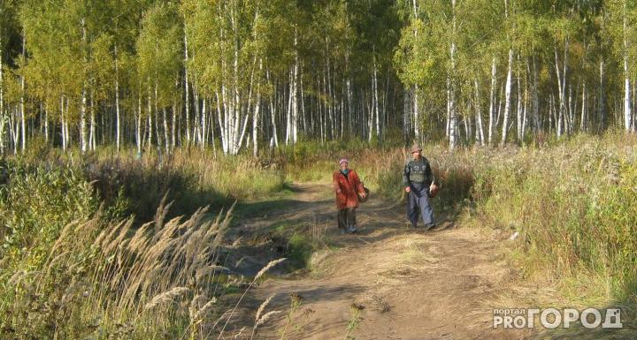 В Кировской области в лесу заблудились два грибника