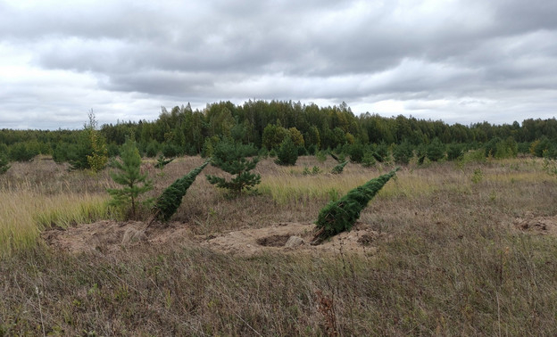 Около 100  сосен незаконно выкопали в Уржумском районе