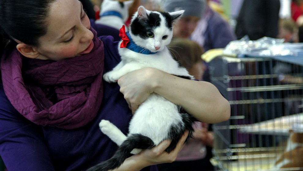 В Кирове пройдет бесплатная вакцинация домашних животных