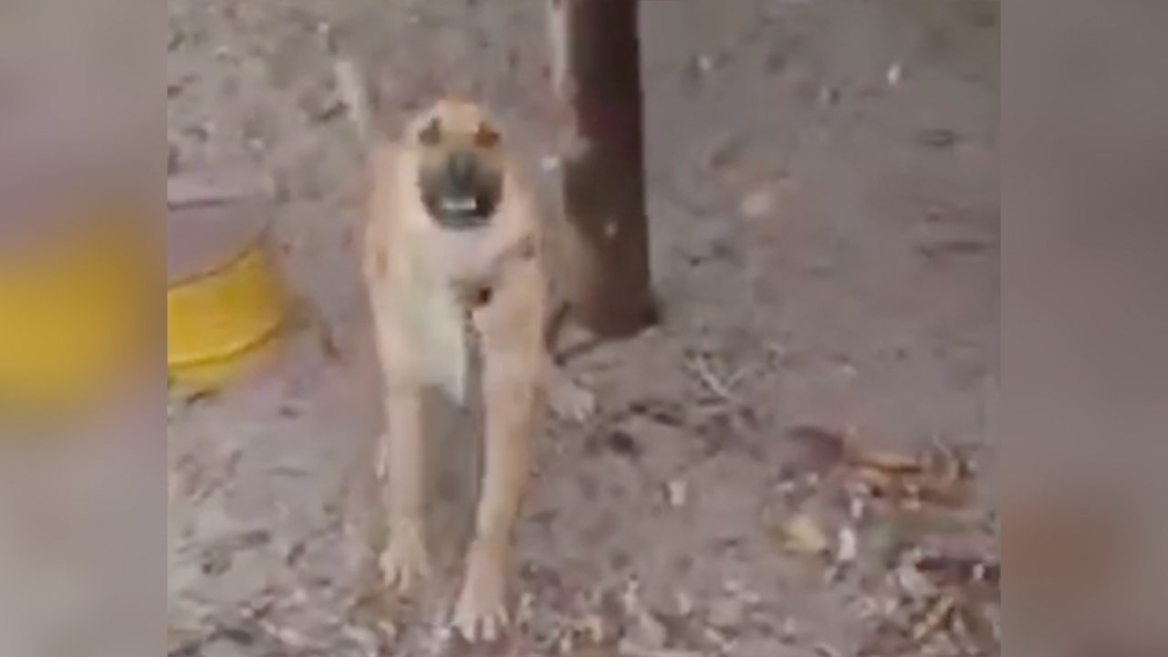 Зоозащитники выявили новый факт издевательств над собаками в Кирово-Чепецке
