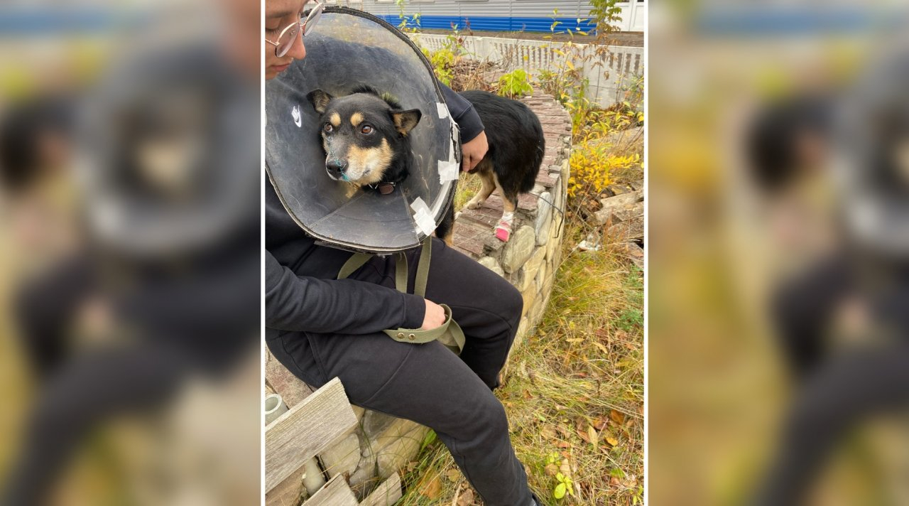 Стало известно о состоянии покалеченного газонокосилкой пса в Кировской области