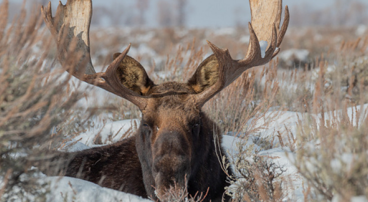 В Кировской области браконьер может получить два года тюрьмы за убитого лося