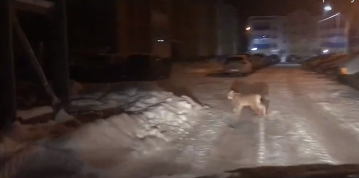 В Кирове опять видели рысь: животное попало на видео
