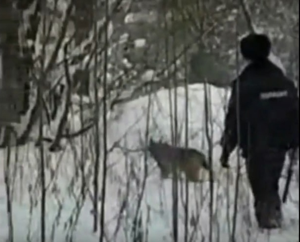 В кировском правительстве рассказали о судьбе пойманной рыси