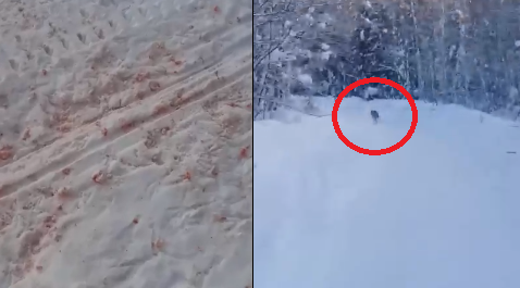 Следы крови на снегу и наглые пробежки перед авто: в Подосиновском районе вновь лютуют волки