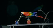 В Кирове попугаи катаются на велосипеде и разговаривают