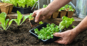 Закрываем огородный сезон: как сделать удобрения самостоятельно