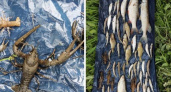 "Набирают мешками": жители Кировской области из реки достают мертвую рыбу и раков