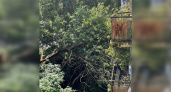 "Дерево лежит на кухне и балконе": в Кирове из-за урагана дерево сломало окно квартиры