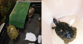 Черепахам, которых забрали из пруда у цирка, ищут новый дом