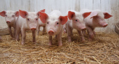 В Кировской области ликвидировали очаг африканской чумы свиней