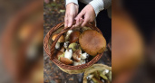 В Кировской области состоится грибной фестиваль