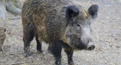 Вниманию охотников: на границе с Кировской области зафиксировали вспышку африканской чумы свиней