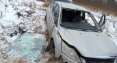 Под колеса авто в Кировской области попали четыре лося и два кабана