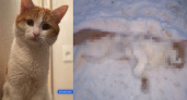 "Это не будет забыто": хозяин Твикса опознал найденного кота