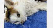 Кировские ветеринары спасли задыхающуюся кошку