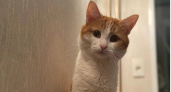 После гибели кота Твикса в России запретят высаживать животных из электричек