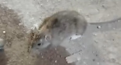 Кировчане боялись заходить в подвал своего дома из-за обитающих там крыс размером с кошку