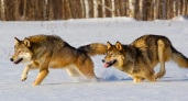 За год в Кировской области убили 262 волка