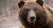 В Кировской области объявили начало сезона охоты на медведей
