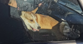 "Избивал, выгонял на мороз": после резонанса в соцсетях у жителя Кировской области забрали собаку 