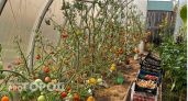 Чайная ложка этого средства и помидоры попрут гроздьями: способ, который всегда выручит садоводов