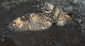 Сбила фура и напал крупный хищник: кировские волонтеры спасают сов, которых нашли в черте города