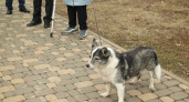 В Кировской области наказали 77 собаководов за неправильный выгул питомцев