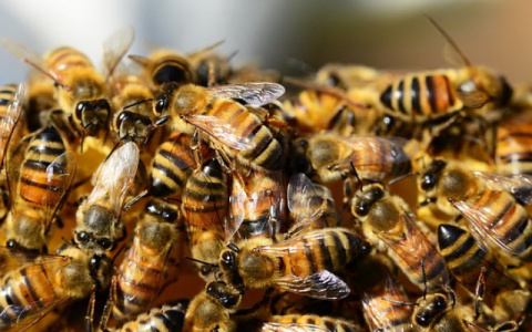 В Кировской области завели дело на пчеловодов, чьи насекомые покусали прохожих