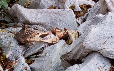 Кировчанин нашел в лесу десятки мешков с крупными костями