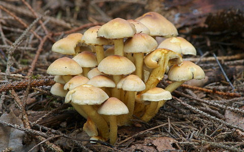 В Кировской области три человека погибли после отравления лесными грибами