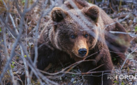 Что обсуждают в Кирове: нападение медведя и поиски пропавшей семьи