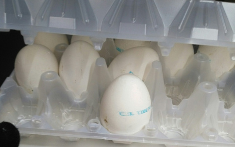 Производители объяснили скачки цен на куриные яйца в Кирове