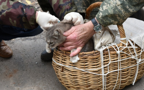 В заречной части Кирова пройдет бесплатная вакцинация животных