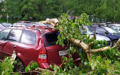 Что делать, если на машину упало дерево: советы кировского автоюриста