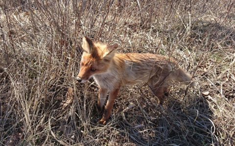 В Кировской области  у лисицы нашли бешенство