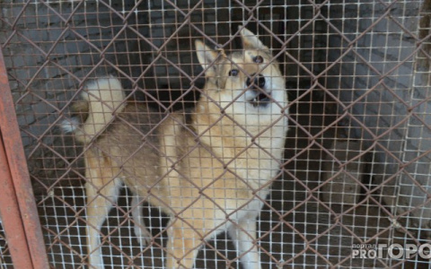 В Кирове заработал сервис «Яндекса» по поиску пропавших домашних животных