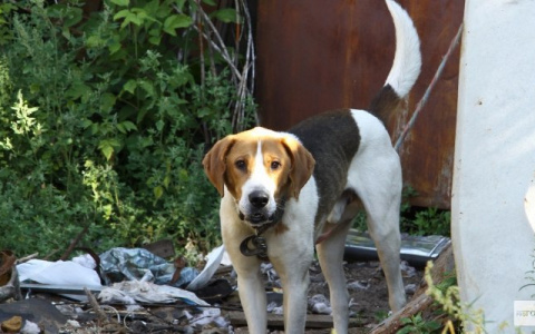В кировском дворе хотят установить провокационные таблички для собаководов