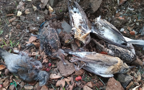 В Кировской области начали массово гибнуть птицы
